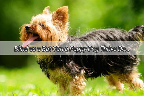 Blind as a Bat Can a Puppy Dog Thrive Despite Its Lack of Vision